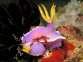   pair hypselodoris apolegma being harassed orangutang crab. Taken Canon Powershot G9 Inon UCL165 M67 diopter crab UCL-165 UCL 165  